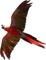 Lapa Roja / Red Macaw